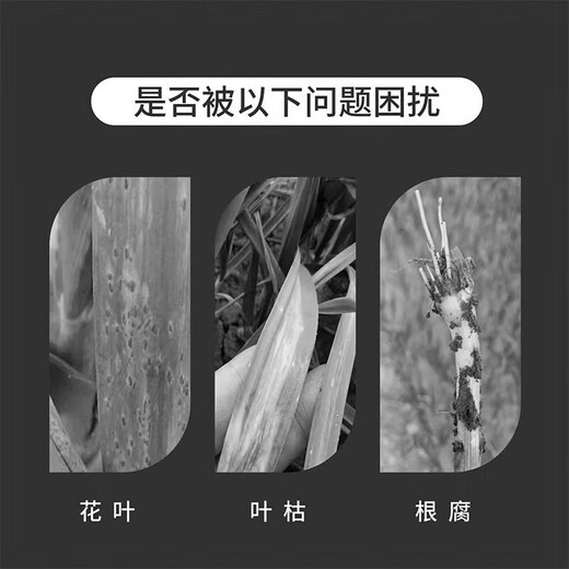 Garlic bacteria clear original solution garlic special medicine dry tip yellow leaf root rot leaf blight leaf blight rust purple spot biofertilizer agent one bottle of garlic bacteria clear