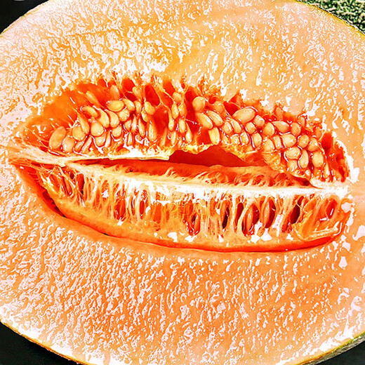Shouhe Xinjiang Hami Melon Seeds Southern and Northern Early-maturing Super Sweet Xiangfei Reticulated Honeydew Melon Shouhe Xiangyang Hami Melon Seeds 30 capsules 3 high sugar