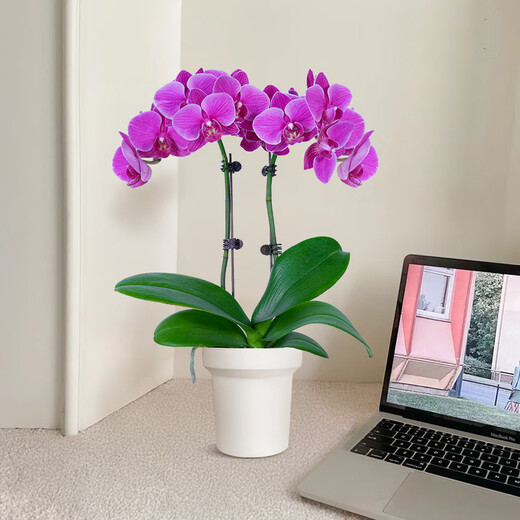 Aiyoushang Phalaenopsis with buds potted autumn and winter orchid seedlings New Year's Eve flowers four seasons flowers and plants purple six indoor source straight hair