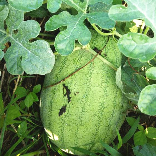 New Hongbao watermelon seeds, green-skinned, large fruit, few seeds, high sugar content, giant lazy fruit seeds in all seasons in spring, new Hongbao watermelon seeds, original 30 capsules