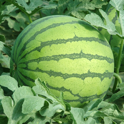 Suri Zaojia 8424 Watermelon Early Ripening Kirin Melon Xindumei Watermelon Seed Extra Large Kirin Super Sweet Seedless Melon Early Maturity Resistant Dumei F1 Canned 500 Tablets (Daejeon Premium)
