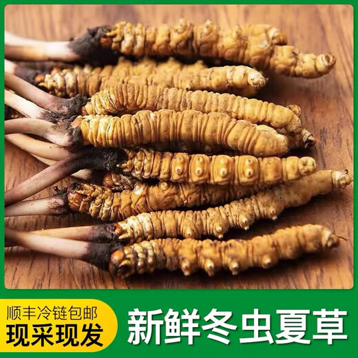 西藏头茬正品新鲜冬虫夏草2025精选高海拔鲜虫草节日送长辈送领导 1.4-1.6g规格 50根【送礼首选】