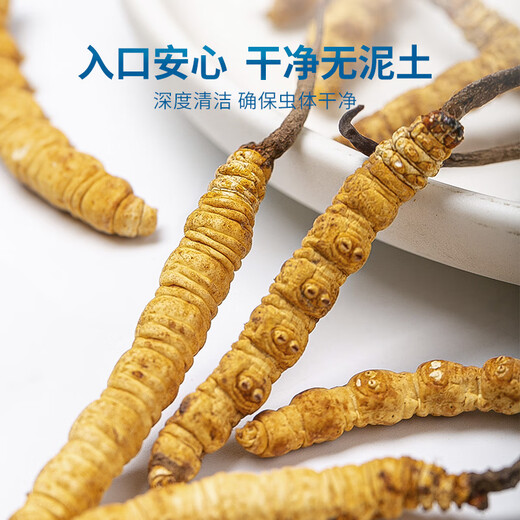 Juhetai First Cordyceps Spring Festival Gift Box 40 tubes 10g New Year's exquisite gifts for elders and parents [Cordyceps Gift Box] Peacock Green Series 30 tubes 7.5g pack