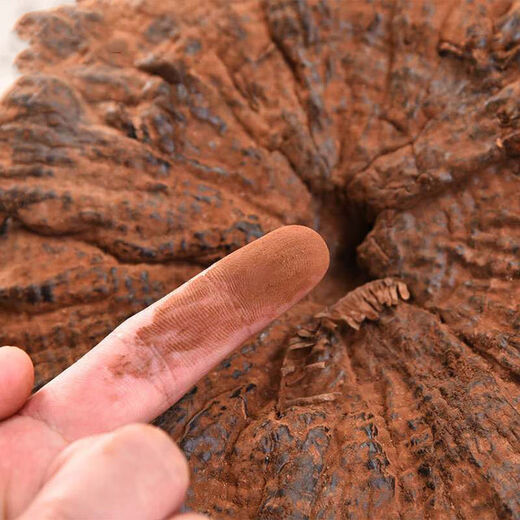 Ganjunzhuang violet ganoderma lucidum changbai montagne naturel sauvage noir ganoderma lucidum ganoderma lucidum tranches trempées dans de l'eau trempée dans la poudre de spores de vin ganoderma lucidum tranches 100g de ganoderma lucidum (envoyer wolfberry)