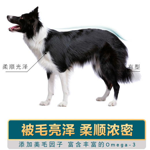 Mengxier Border Collie Dog Food Special for Puppies and Adult Dogs General Natural Food Calcium Supplement for Medium and Large Border Collies Beef Flavor 0g 0 Pack Border Collie Adult Dog Food 10Jin Jin is equal to 0.5kg