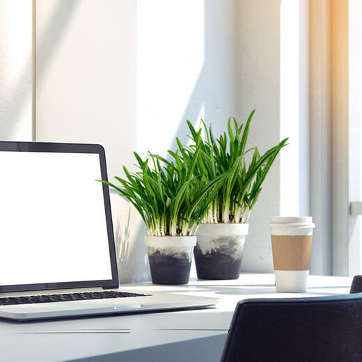 Guizhou local specialty authentic stone leek, large broad-leaf leek, Guanyin giant leek, wild broad-leaf potted leek root, 30 medium seedlings, dug with mud, no pots included, guaranteed to arrive fresh