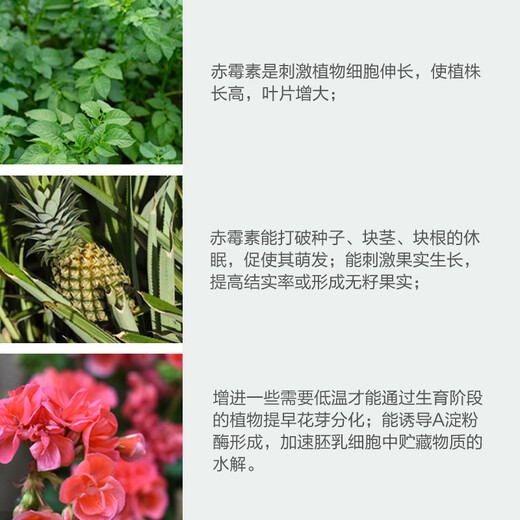 Sanliu Shanghai Tongrui 75 gibberellic acid gibberellin 920 seed soaking and germination plant growth regulator 1g*50 bags