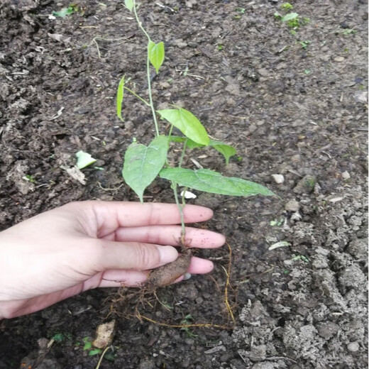 Jin Guolan seed bulbs, small bulbs for ground gall seeds, Jin Guolan seedlings, seeds, wild provenances, one Jin Jin for a large bulb is equal to 0.5 kg (about 40-60 bulbs), bare root without soil