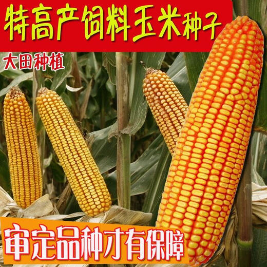 Qianyu 1808 hybrid field corn seeds, stable yield, large sticks, disease resistance, lodging resistance and drought resistance, feed for southern spring and autumn planting Qianyu 1808 (original one Jin Jin is equal to 0.5 kg)