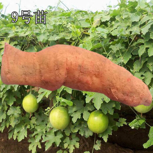 Kludong 24 Tianzhu Mountain new seedlings Trichosanthes melon seedlings No. 9 seedlings No. 20 seedlings Trichosanthes melon seedlings Chinese medicinal materials hanging melon seed seedlings Gualou seedlings No. 9 female seedlings/10 plants + 1 male seedlings