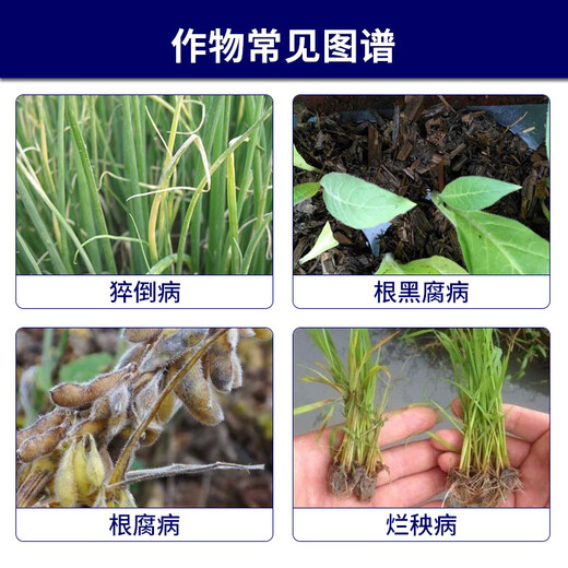 Syngenta Liangdunjing metalaxyl, fludioxonil, rice root rot, bakanae disease seed coating agent, pesticide and fungicide 10ml*1 bag