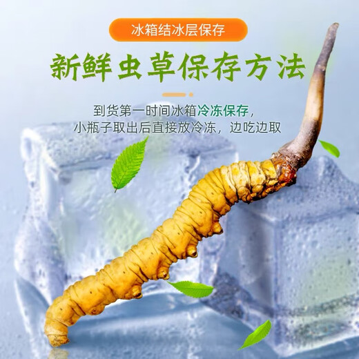 [Tíbet Cabello liso] Auténtico primero Cordyceps frescos 2025 Cordyceps frescos de alta altitud seleccionados SF Cold Chain 0.6-0.7G/Root 100 Roots