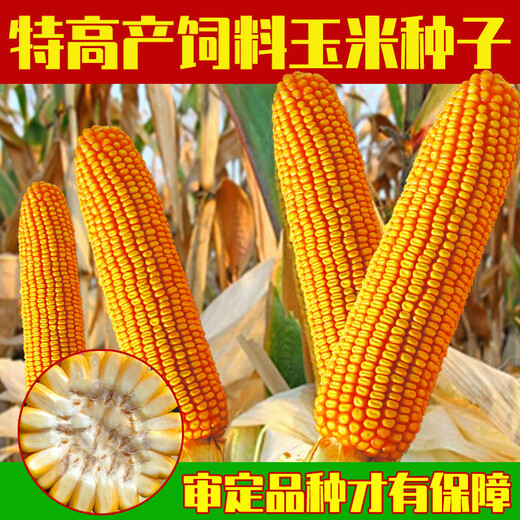 大田玉米种子郑单958饲料玉米种籽万盛68良玉99玉米种孑大全 京农科728玉米5000粒原装 红轴/