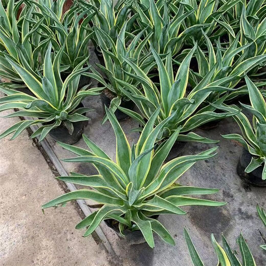 秋颖金边龙舌兰盆栽 多肉植物 虎皮兰绿植花卉好养 大颗金边龙舌兰35-40CM左右 原土发货（耐旱植物易养活）