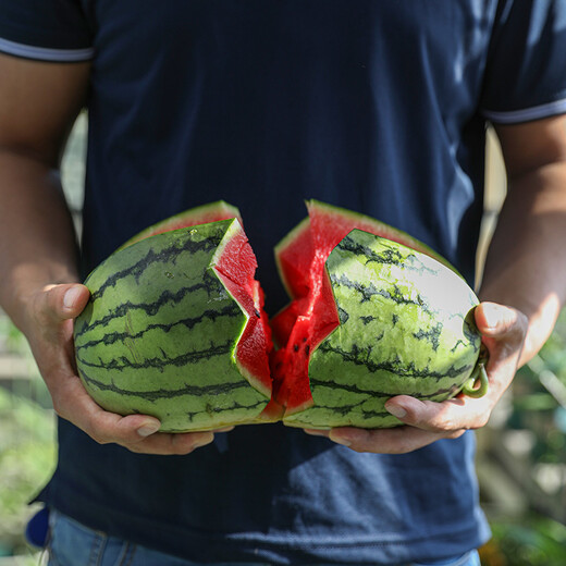 NONGZHIZI Sweet 4k watermelon seeds early maturing 4k potted plants 4k gift Ares 2k watermelon seedlings seeds early spring ruby watermelon seeds 20 capsules/small