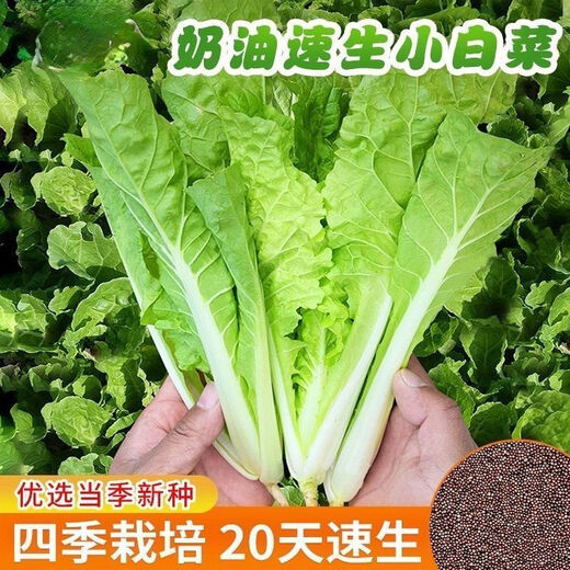 Early maturing creamy cabbage seeds. Vegetable seeds for sowing in all seasons in spring, summer and autumn. Vegetables grown in balcony fields. Planted at 15 degrees for all seasons. Creamy cabbage seeds. Selected 5 packs of about 5555 seeds.