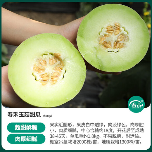 Shouhe melon seeds, Shandong crispy Shouguang Boyang Dabaisha honey, a complete collection of fruits sown in winter and spring, early maturing, Shouhe jade mushroom melon seeds, 30 original pieces
