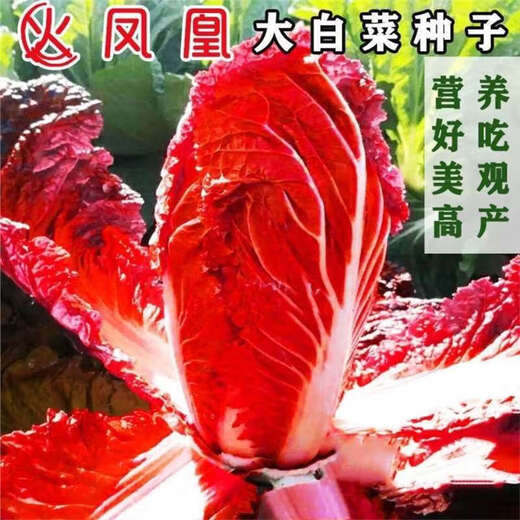 Fire Phoenix Chinese Cabbage Seeds Red Cabbage Seeds are disease-resistant, high-yielding and high in calcium. Orange and Red Cabbage are easy to grow in farmers’ fields. Matched Version. Fire Phoenix Cabbage Seeds. Premium - New Seeds. 10 packs, about 1099 capsules.