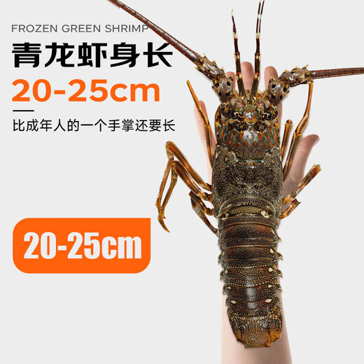 Mr. Fish Seller Indonesian live frozen blue lobster 200-300g/piece Extra large lobster Hualong seafood water produces fresh shrimp