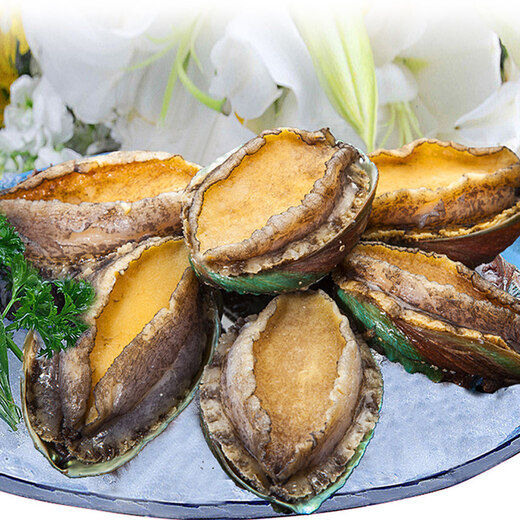 Twisted Abalone 1 fresh small abalone (22-28 heads/500g)