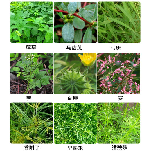 Hedangjia 41% glyphosate isopropylamine salt herbicide garden courtyard farmland orchard railway malignant weeds 5kg/barrel