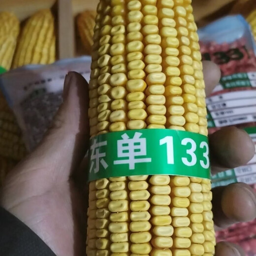 Пять стран проверяют семена кукурузы Dongya Seed Industry Dongdan 1331/5500 для весеннего и летнего посева с короткими стеблями, устойчивостью к полеганию и устойчивостью к ржавчине. Пять стран рассматривают семеноводство Восточной Азии Dongdan 1331 пять мешков по 5500 зерен. Национальный обзор высокой урожайности.