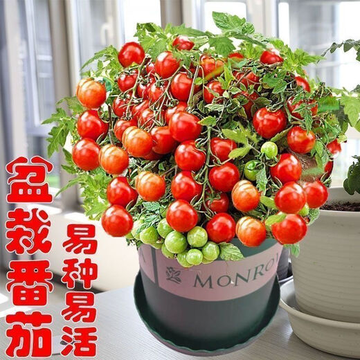 Tomato seeds, dwarf small tomatoes, tomato seedlings, potted plants, balcony potted vegetables and fruits for sowing in all seasons, mixed package of three tomato varieties, 52 capsules selected ++