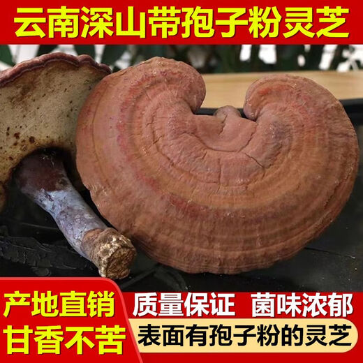 Caerqi black Ganoderma authentic Yunnan deep mountain wild Ganoderma whole flower with Ganoderma spore powder Ganoderma dry goods soaked in wine and tea Whole Ganoderma Ganoderma spore powder Ganoderma lucidum 500g Family version
