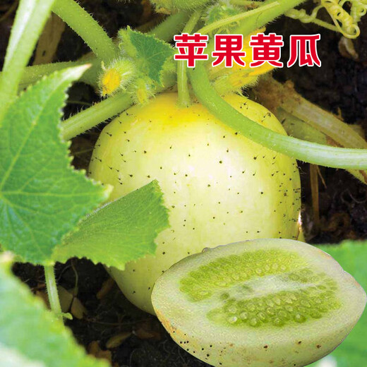 Domestic organic crystal apple cucumber seeds heirloom heat-resistant juicy fruit vegetables family balcony potted apple cucumber 50 capsules