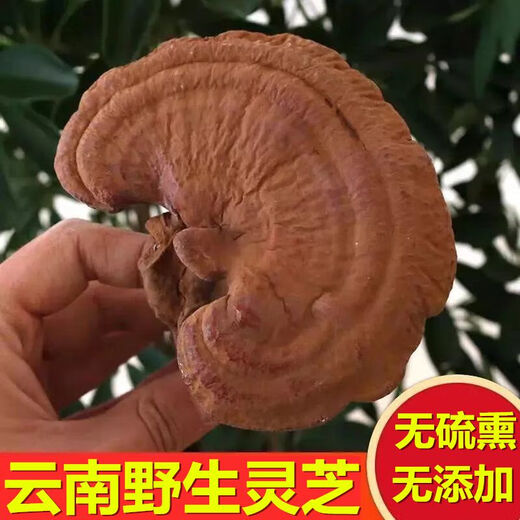 Caerqi black Ganoderma authentic Yunnan deep mountain wild Ganoderma whole flower with Ganoderma spore powder Ganoderma dry goods soaked in wine and tea Whole Ganoderma Ganoderma spore powder Ganoderma lucidum 500g Family version