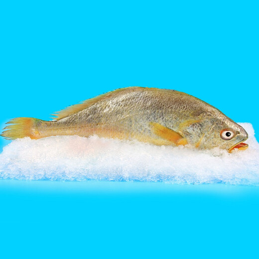 Ningde chilled yellow croaker directly picked from the origin 400g-500g/piece