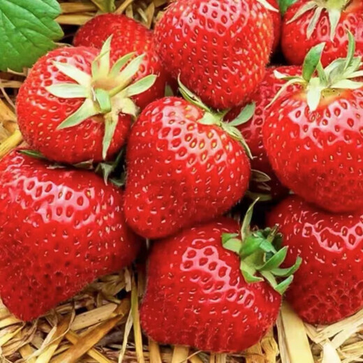 Xinning (shoot 2 shots 3) strawberry seeds white strawberry potted balcony courtyard outdoor fruit and vegetable seeds four seasons sowing upgraded gardening three-piece set