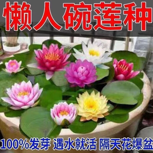 Bowl of lotus seeds, colorful hydroponic flowers, water-grown four-season lotus, lotus seeds, lotus root green water plants, mixed-color bowl of lotus seeds, budding when exposed to water, blooming in all seasons, 100% budding, 45 capsules, multi-color mixed, already opened