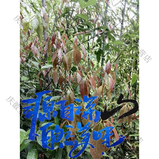 吾家余堂多穗石柯 木姜叶柯 玉叶金柯原四川梁平甜茶叶特产非青钱柳刺儿 500g袋装 多穗石柯甜茶
