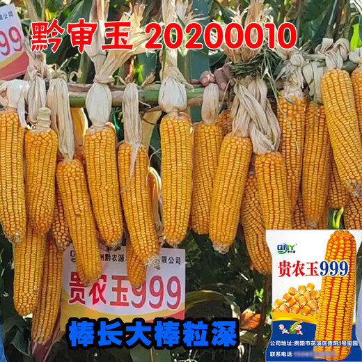 稻玉丰农业贵农玉999大棒品质好白轴籽粒深偏硬粒型优质玉米种子 贵农玉999玉米种子     5袋 4斤装/袋