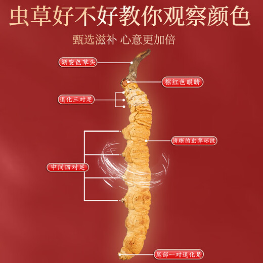 岷农人 冬虫夏草20管5g装 4条/克虫草礼盒滋补送礼高档送长辈领导礼物