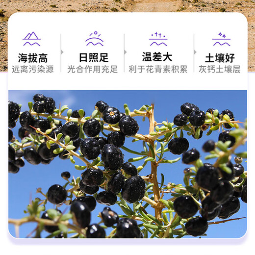 早康青海黑枸杞原浆210ml花青素鲜黑苟杞汁构纪子原液便携袋独立小袋