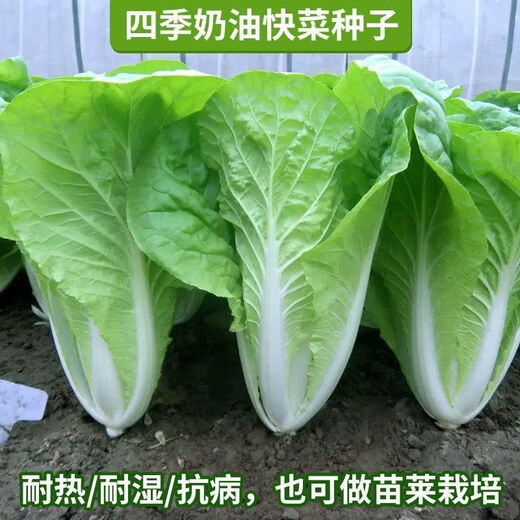 Early maturing creamy cabbage seeds. Vegetable seeds for sowing in all seasons in spring, summer and autumn. Vegetables grown in balcony fields. Planted at 15 degrees for all seasons. Creamy cabbage seeds. Selected 5 packs of about 5555 seeds.
