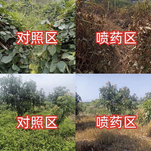 Glyphosate ammonium salt special powerful weed-killing root-rot agent orchard glufosinate phosphorus root-killing high-concentration pesticide 5kg