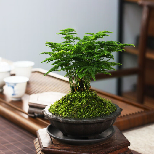 Tangshan Yunsong es auténtico Tangshan Dwarf Literary Bamboo Office es fácil de criar bonsai de escritorio en maceta verde con plantas en macetas 12023 Pot original Tangshan Yunsong de 5 años de 5 años