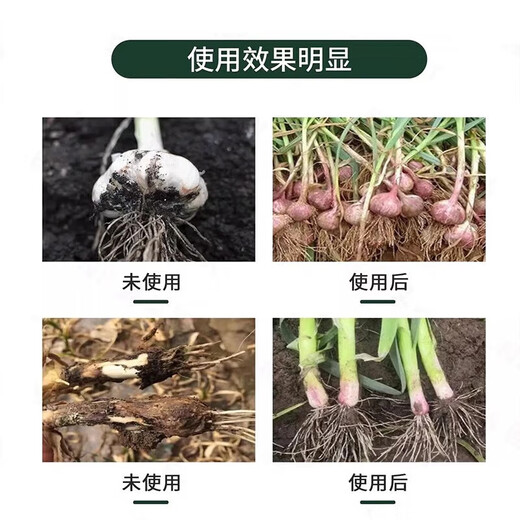 Garlic bacteria clear original solution garlic special medicine dry tip yellow leaf root rot leaf blight leaf blight rust purple spot biofertilizer agent one bottle of garlic bacteria clear