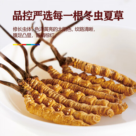 晶草冬虫夏草2根/g50g约100根父亲节礼物大个头虫草王商务送礼礼盒