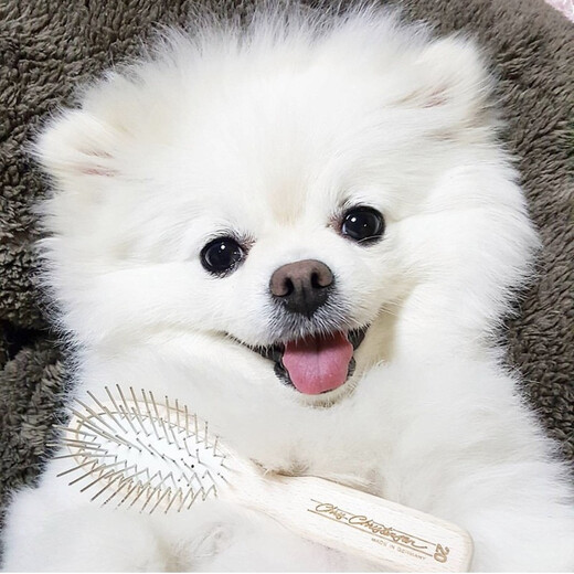 Chris Christensen imported from the United States for pet grooming, cat and dog general grooming and hair protection, wood handle comb, medium and short hair small pet, 20mm mini round handle comb