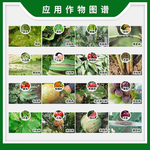 Syngenta Syngenta Shicofenfenoconazole anthracnose leaf spot early blight black spot scab pesticide fungicide 100g