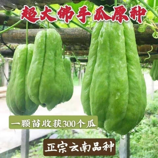 Chayote seeds, early maturing extra large chayote vegetable seeds, climbing vine saplings, potted perennial plant melons, 100% new chayote seeds, recommended, 5 packs, about 125 capsules