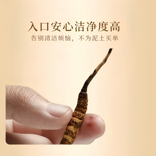 Cordyceps gift box selection of high-altitude Cordyceps unbroken grass high quality gifts for self-eating nourishing and health care Tibet Nagqu Cordyceps 0.6g each piece is 30 pieces