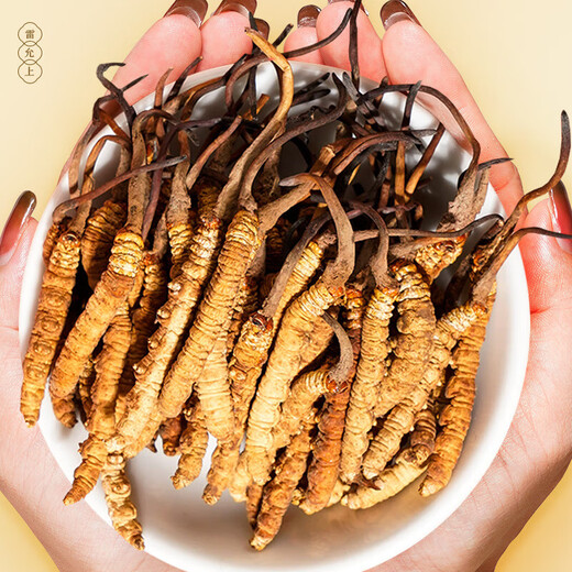Boîte cadeau lei Yunshang Wild Cordyceps 5G Tibet Nagqu Cordyceps Gift to Elders Tonic Nutritional Products