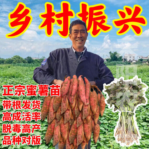 High-yielding sweet potato seedlings, sweet potato seedlings, watermelon red seedlings, honey sweet potato bud seedlings, roasted sweet potato seedlings, ground planting S3.