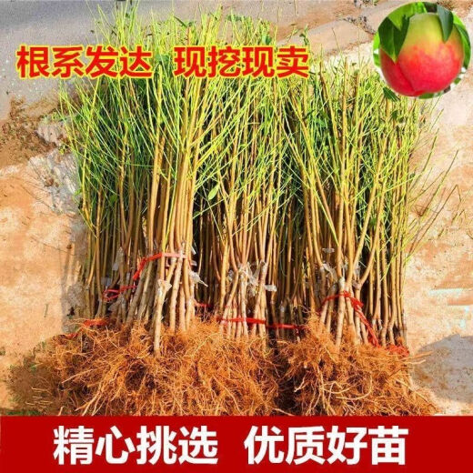 Junhao NUEVA VARIEDAD DEL PEQUETO INGRETADO PIENTURAS DE MONTRA TARDETAS MATRADAS MATRADAS TARDE CON RESISTENCIA RESISTENCIA RESISTANTE RED HEACH RETLINGS de durazno dando frutos en el norte y sur ese año [recomendado 679 plántulas] Dos en 4 años de Invierno Peach No. 3 Sweet Peach King