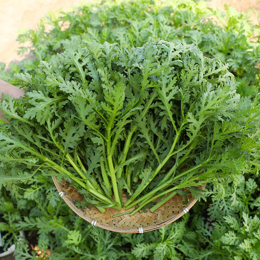 Shouhe chrysanthemum seed seedlings small-leaf emperor vegetable seeds Weinen No. 7 chrysanthemum seeds 15g about 6300 grains